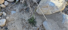 Gilia stellata