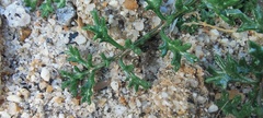 Gilia stellata