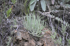 Dudleya edulis