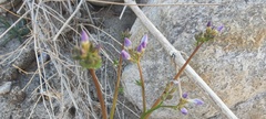 Gilia stellata