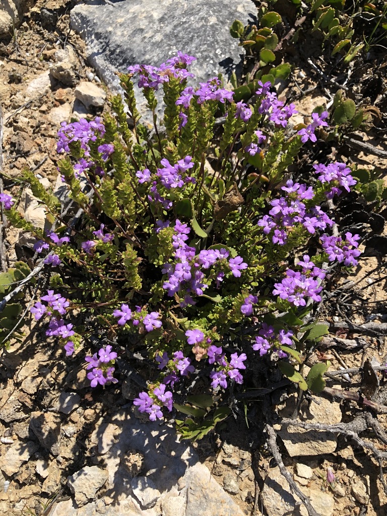 purple eyebright from South Australia, Australia on October 9, 2020 at ...