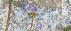 Gilia stellata