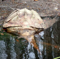 Macrochelys temminckii
