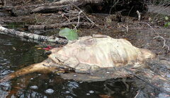 Macrochelys temminckii