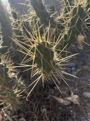 Austrocylindropuntia