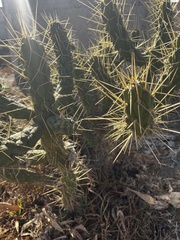 Austrocylindropuntia
