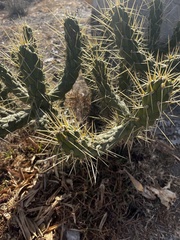 Austrocylindropuntia