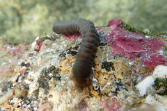 Polyplectana kefersteinii