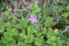 Triodanis