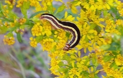 Trichordestra legitima