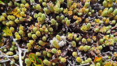 Kelleria dieffenbachii