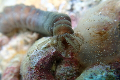 Polyplectana kefersteinii