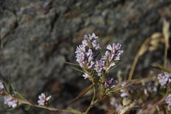 Polygonum spergulariiforme