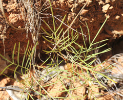 Grevillea dryandri