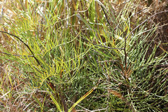 Grevillea dryandri