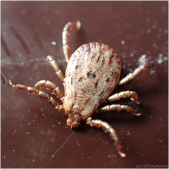 Dermacentor occidentalis