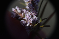 Polygonum spergulariiforme