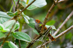 Cranioleuca erythrops