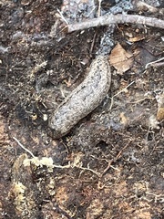 Philomycus carolinianus