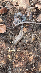 Philomycus carolinianus