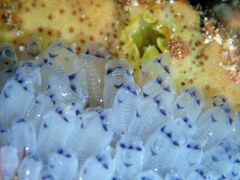 Clavelina moluccensis