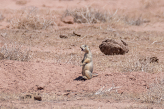 Cynomys gunnisoni