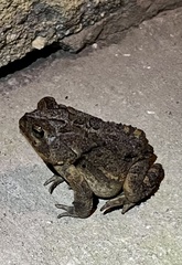 Anaxyrus terrestris