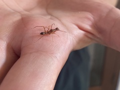 Myrmaplata plataleoides