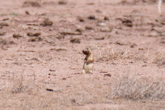 Cynomys gunnisoni