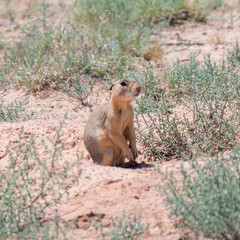 Cynomys gunnisoni
