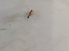 Myrmaplata plataleoides