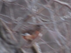 Pipilo erythrophthalmus