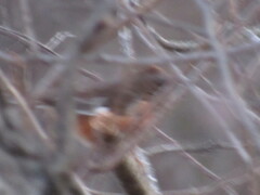 Pipilo erythrophthalmus