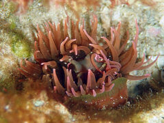 Isanemonia australis