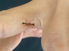 Myrmaplata plataleoides