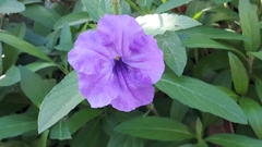 Ruellia simplex