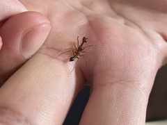 Myrmaplata plataleoides