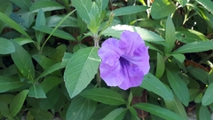 Ruellia simplex
