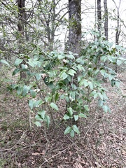 Smilax smallii