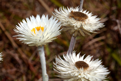 Coronidium newcastlianum