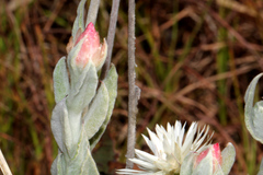 Coronidium newcastlianum