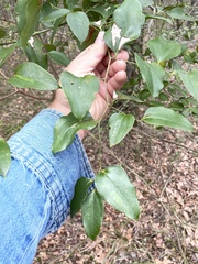 Smilax smallii