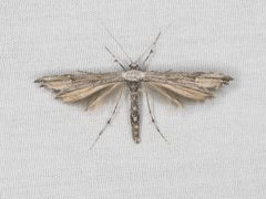 Oidaematophorus grisescens