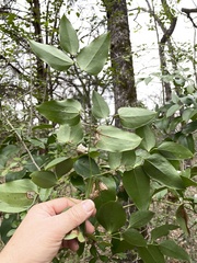 Smilax smallii
