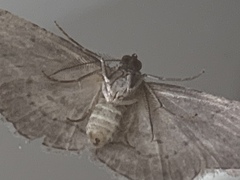 Phelotis cognata