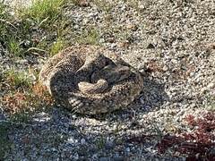 Crotalus pyrrhus