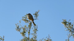 Toxostoma bendirei