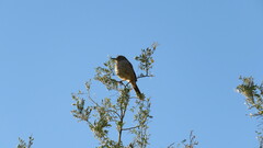 Toxostoma bendirei