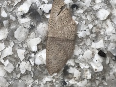 Idaea philocosma