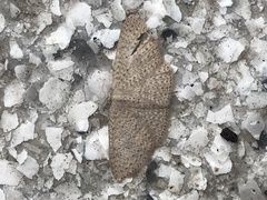 Idaea philocosma
